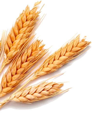 Shape-Image